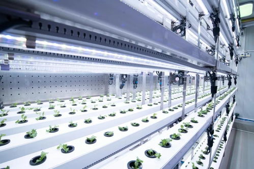 新農人的求索 既要種菜，也要種錢——信息科技賦能現代農業新路徑